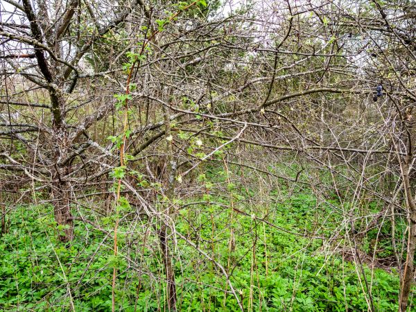 Underbrush Clearing in Visalia