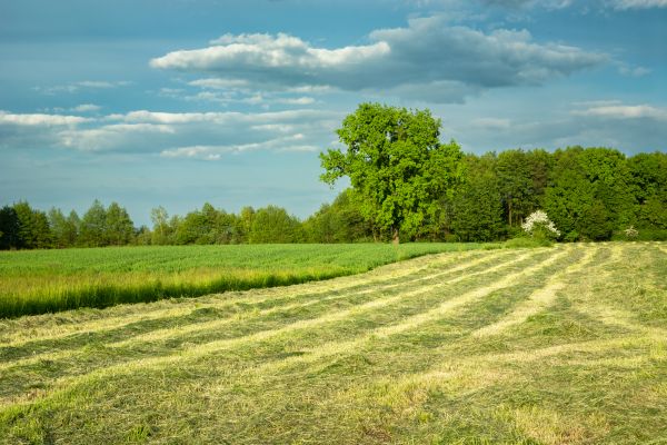 Cost of Vegetation Removal in Visalia
