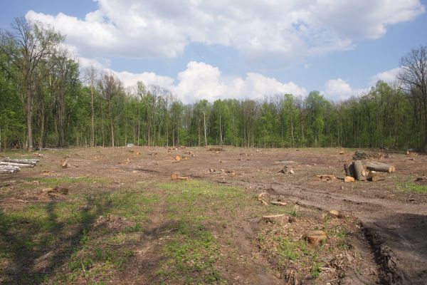 Cost of Pasture Clearing in Visalia