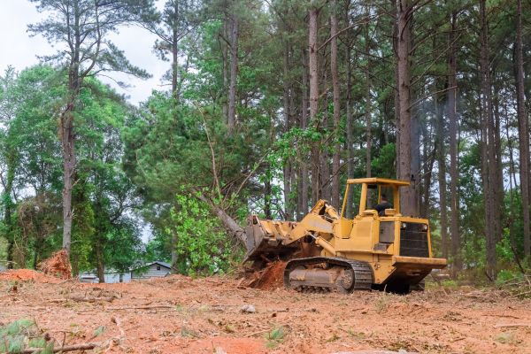 Forest Thinning in Visalia