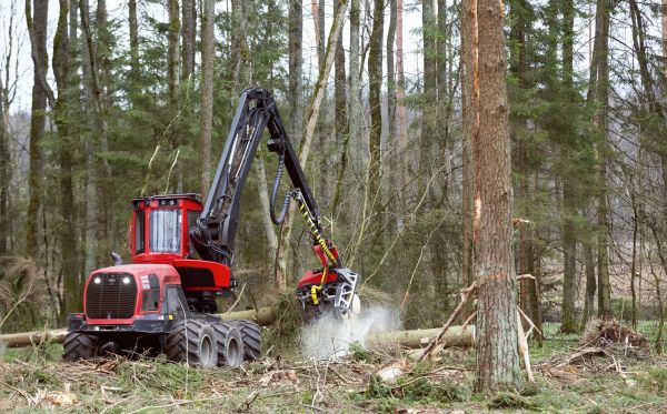 Cost of Forest Clearance Service in Visalia