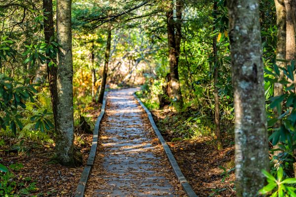 Cost of Trail Clearing in Visalia